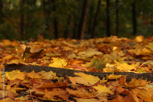 Autumn leaves on ground. autumn background