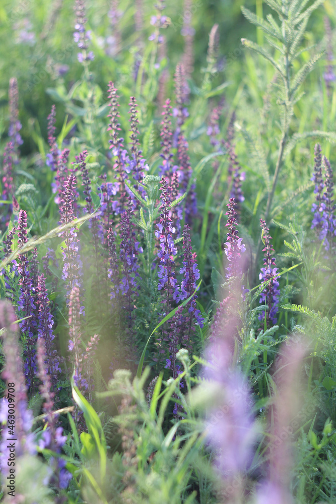Obraz premium lavender flowers in the garden