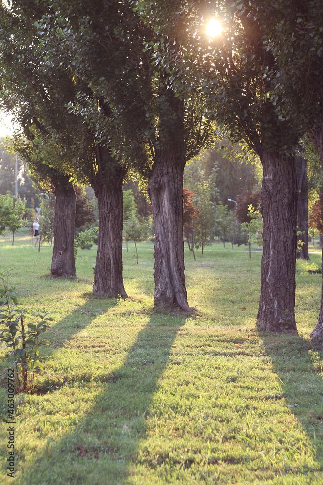 Fototapeta premium alley in the park