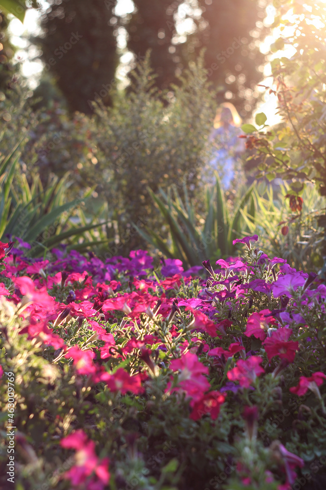 flowers in the park