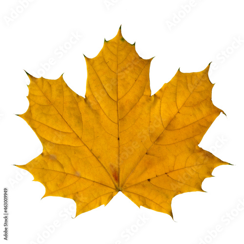 Photo scan of a yellow maple leaf with visible veins and texture