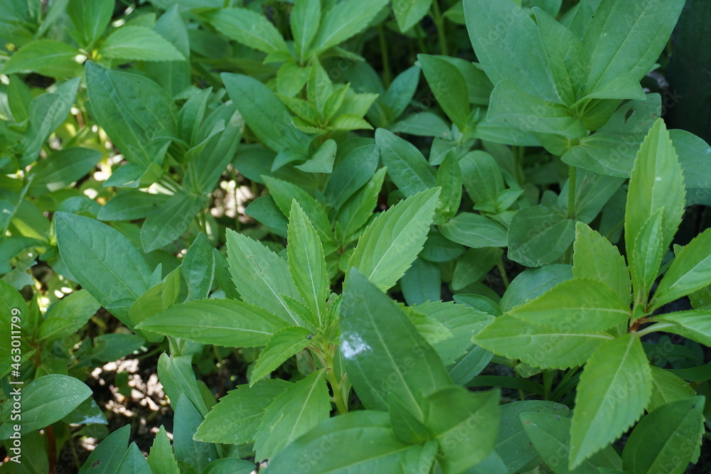 Obraz premium abstract background fresh green leafy plants planted