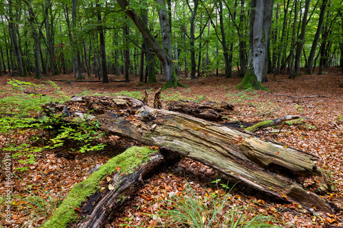 Old treetrunks laying in forest, Darrs, Western Pomerania, Germany photo