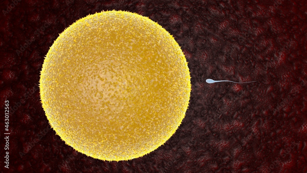 Fertilization Is The Fusion Of Haploid Gametes Egg And Sperm Concept