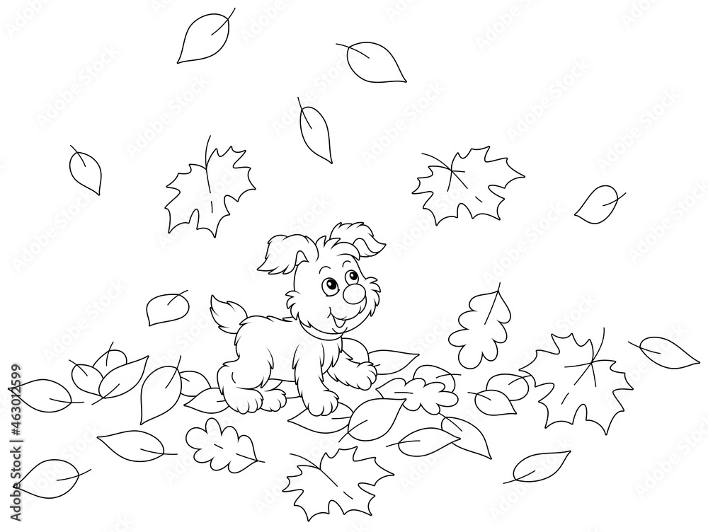 Cute little puppy walking on fallen autumn leaves around a park, black ...