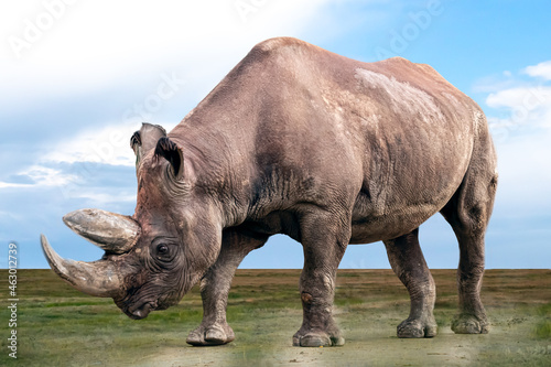 a rhinoceros walking over an open field photo