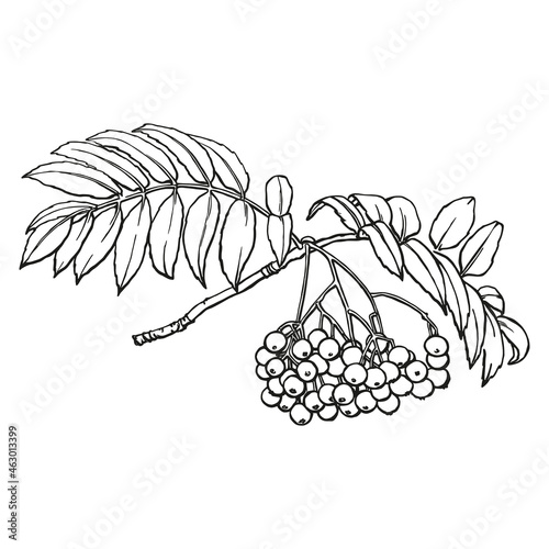 Rowan branch sketch. Outlines hand drawn in ink. Black and white drawing. Isolated image of tree branch.

