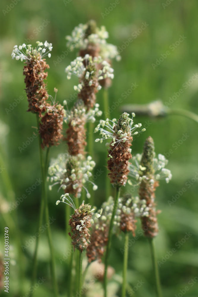 Lanceolata or ribworth plantain herb in bloom in the meadow. Close-up of Plantago lanceolata on summer Lanceolata or ribworth plantain herb in bloom in the meadow. Close-up of Plantago lanceolata on summer