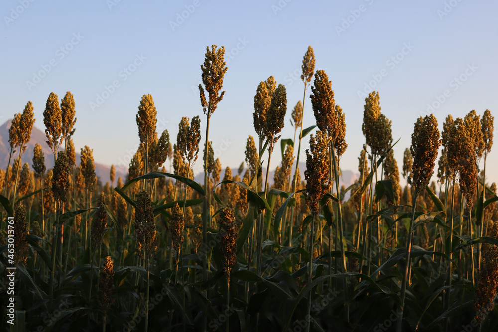 or millet plants in the field at dawn. agricultural