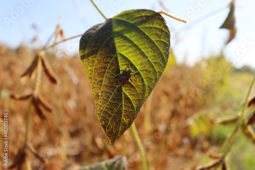 Brown marmorated shield bugs on a yellow soybean leaf in the field. Halyomorpha halys insect infestation photo