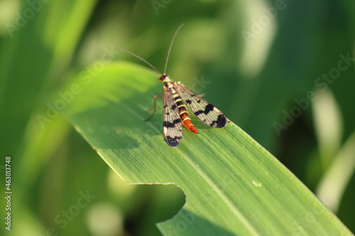 Panorpa cognata insect on a green leaf. Common scorpion fly in the garden 