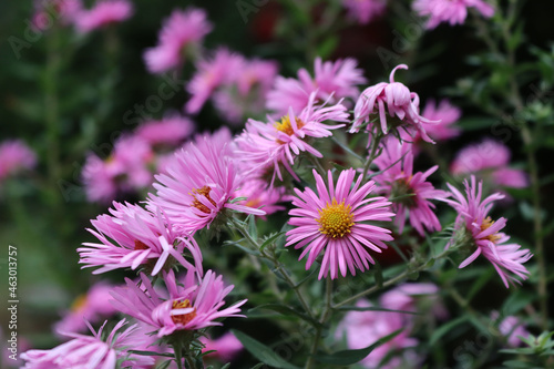 Close-up of pInk Aster flowers in the garden against black background. Aster Frikarti flowers on autumn