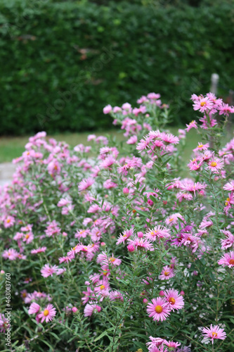 Bunch of Aster plants with many pink and purple flowers.. Aster Frikarti flowers on autumn in the garden © saratm