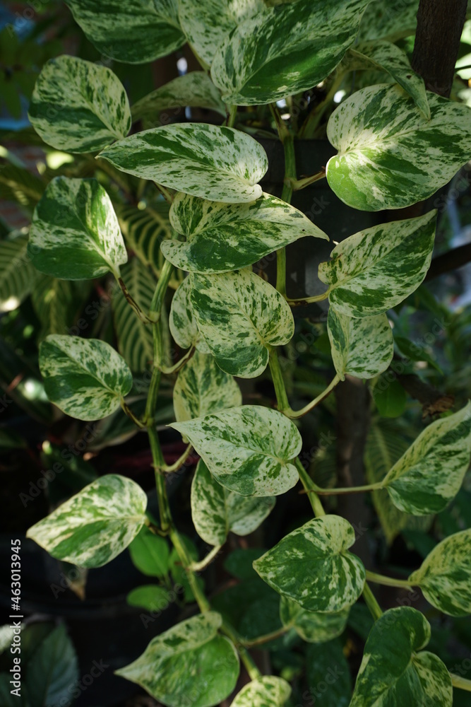 Devil's ivy this plant has a Latin name (Epipremnum aureum) this is an ornamental plant Devil's ivy this plant has a Latin name (Epipremnum aureum) this is an ornamental plant