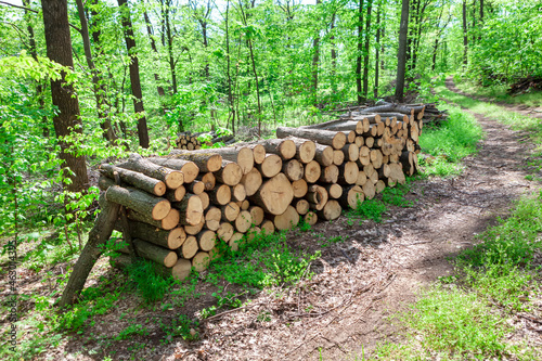 Timber logs in the forest . Pile of wooden logs in the woodland