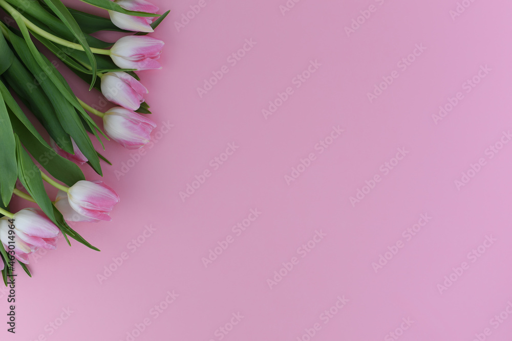 Bouquet of pink tulips on a pink background. Copy space. Spring flowers concept.