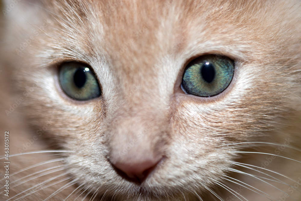 close up portrait of a cat