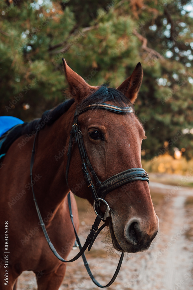 A beautiful bay horse stands against the backdrop of autumn nature
A beautiful bay horse stands against the backdrop of autumn nature