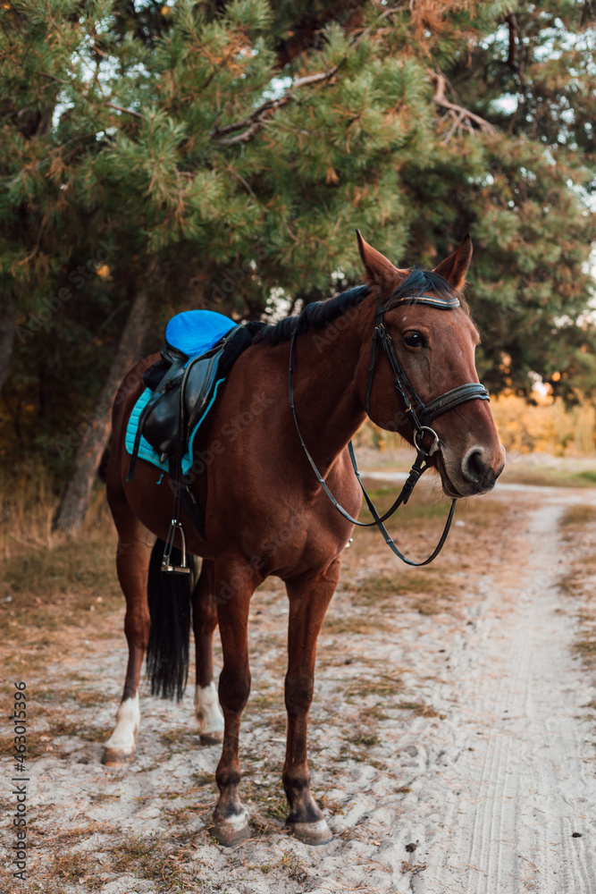 A beautiful bay horse stands against the backdrop of autumn nature
A beautiful bay horse stands against the backdrop of autumn nature
