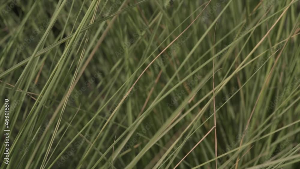Full frame shot of tall grass moving on the wind Full frame shot of tall grass moving on the wind