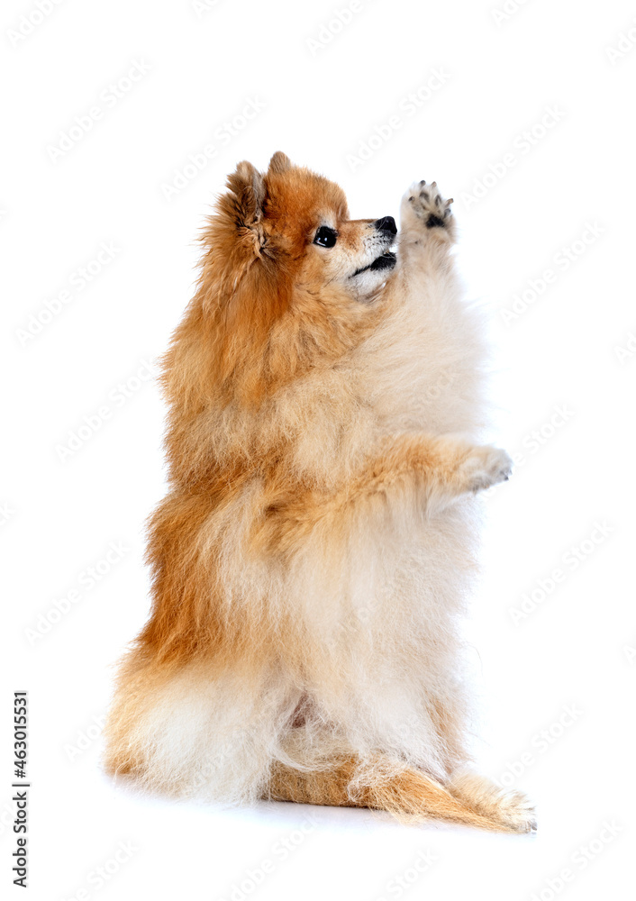 pomeranian in studio pomeranian in studio