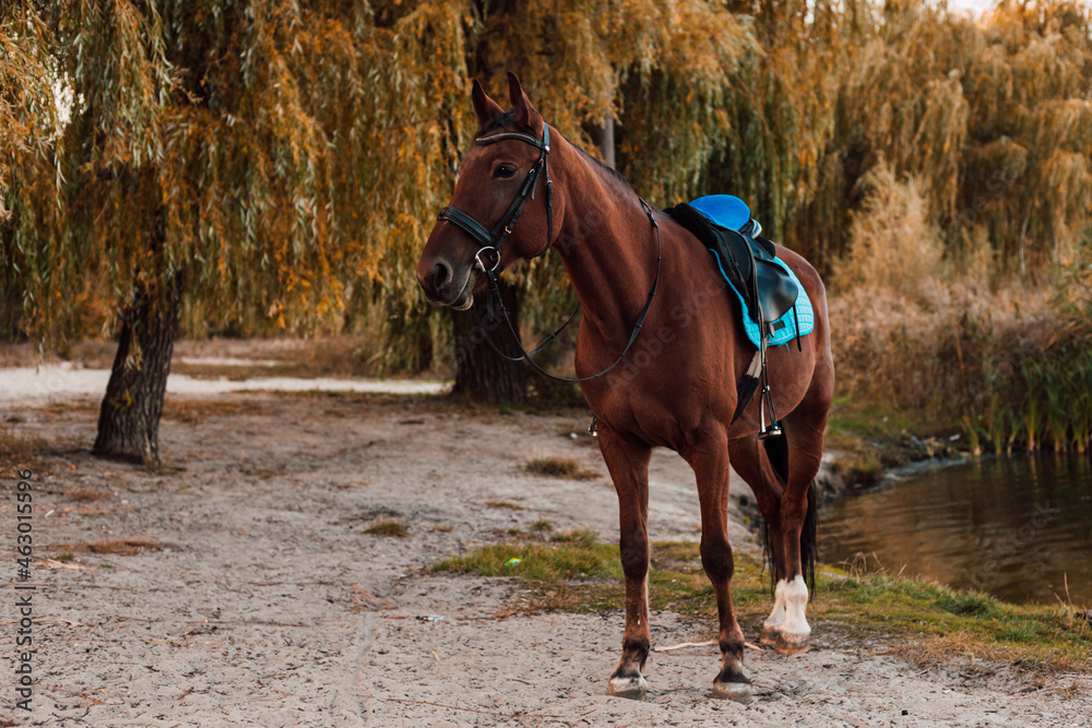 A beautiful bay horse stands against the backdrop of autumn nature
A beautiful bay horse stands against the backdrop of autumn nature