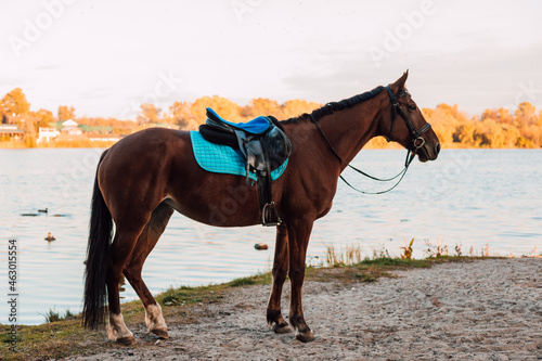  A beautiful bay horse stands against the backdrop of autumn nature