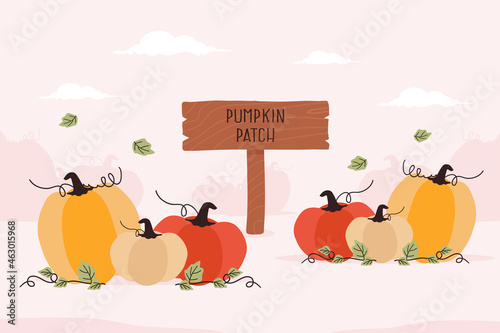 Pumpkin patch sign and orange pumpkins in the field during harvest time in fall. Vector illustration.