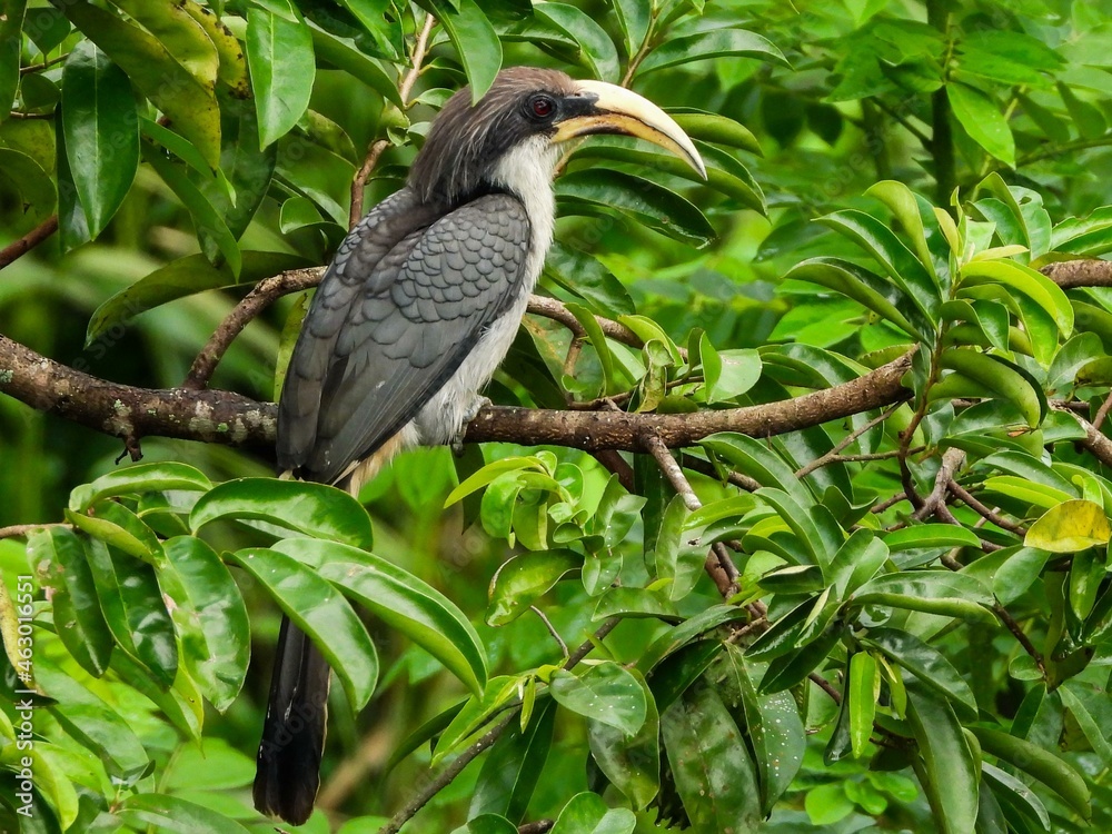 yellow billed hornbill