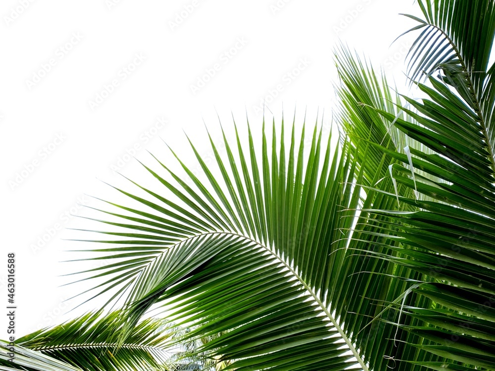 Obraz premium Coconut palm tree isolated