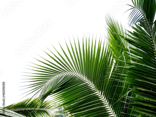 Coconut palm tree isolated
