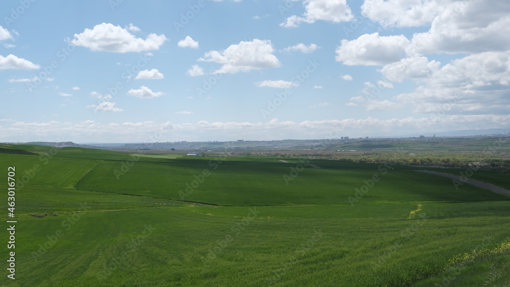 wheat field, spring green,