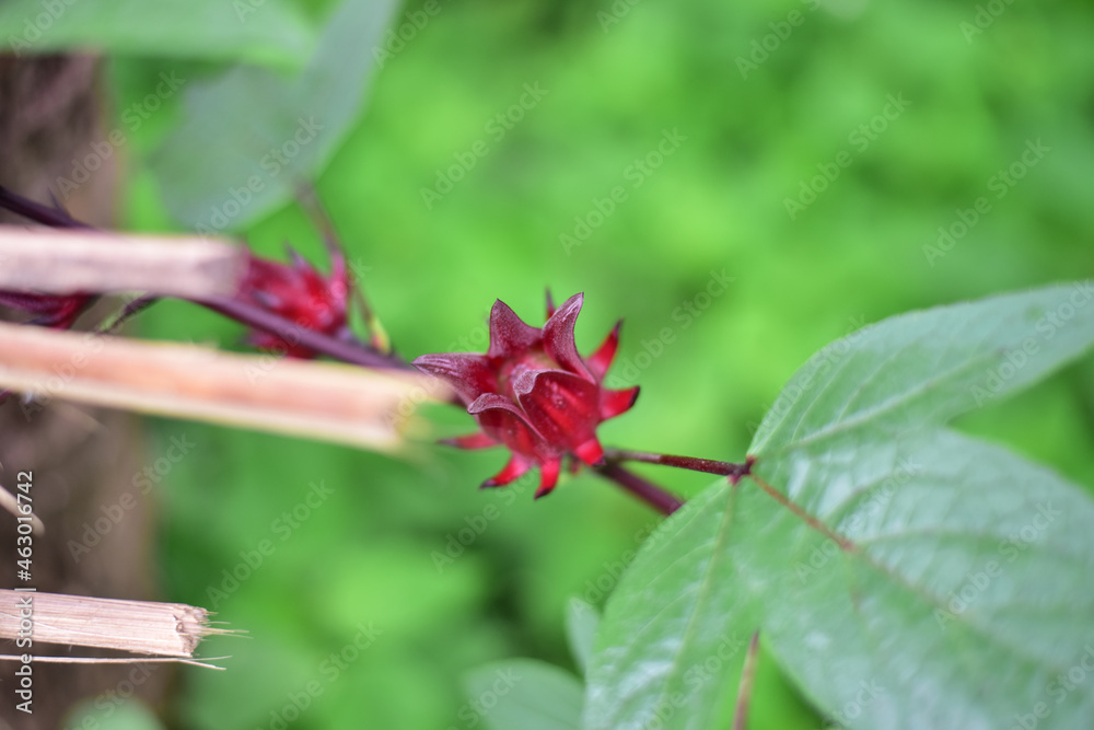 Red roselle on trees in nature.