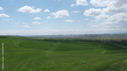 wheat field, spring green, © GezGezok