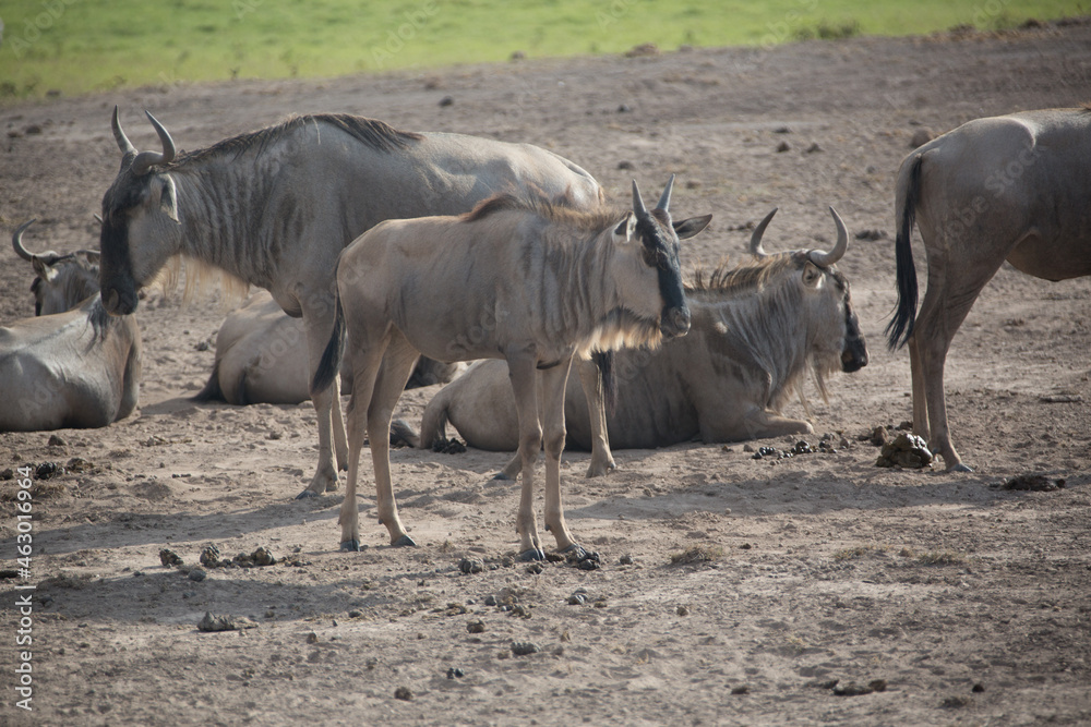 Fototapeta premium 美しい風景の中の動物たち