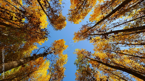 autumn,
yellowing poplar leaves