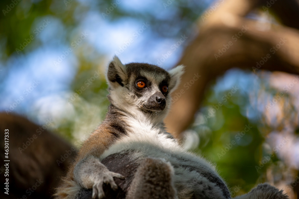 Obraz premium Crowned lemur (Lemur Catta) with eyes wide open . Fluffy Madagascar gray-black Fatty funny lemur sitting on the branch in the forest. Mammal with a striped tail. Ring-tailed lemur sitting on the tree