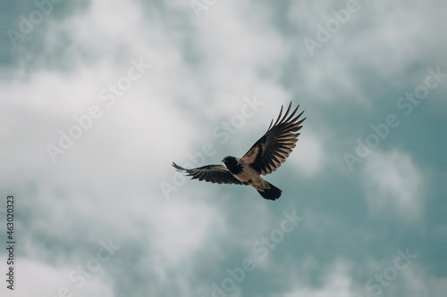 Ptak w locie z rozpostartymi skrzydłami © fafikowiec