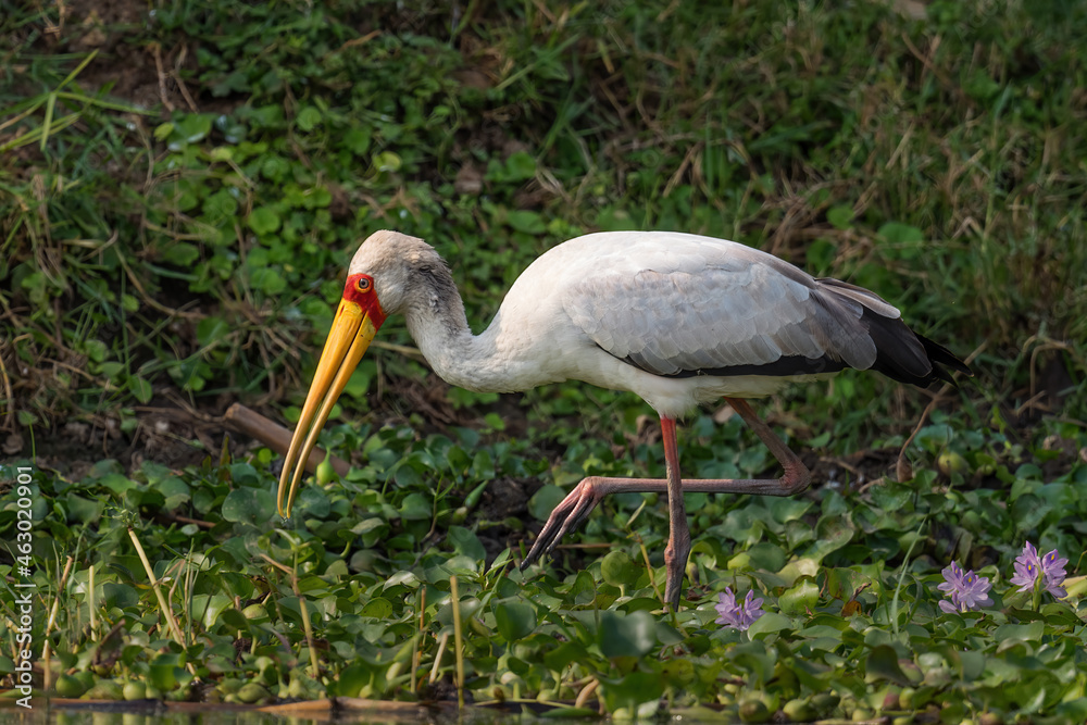 Fototapeta premium Yellow-billed Stork - Mycteria ibis, beautiful large stork from African fresh waters, savannah and woodlands, Queen Elizabeth NP, Uganda.