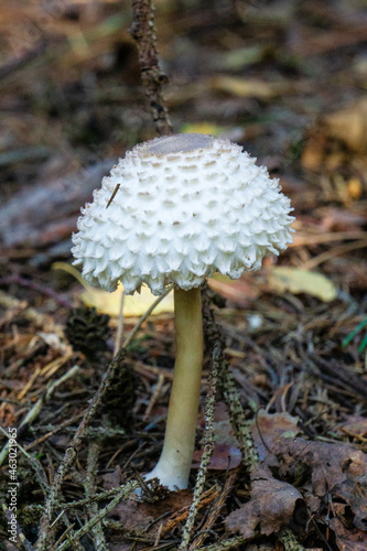 Large white mushroom in brown ground in the forest