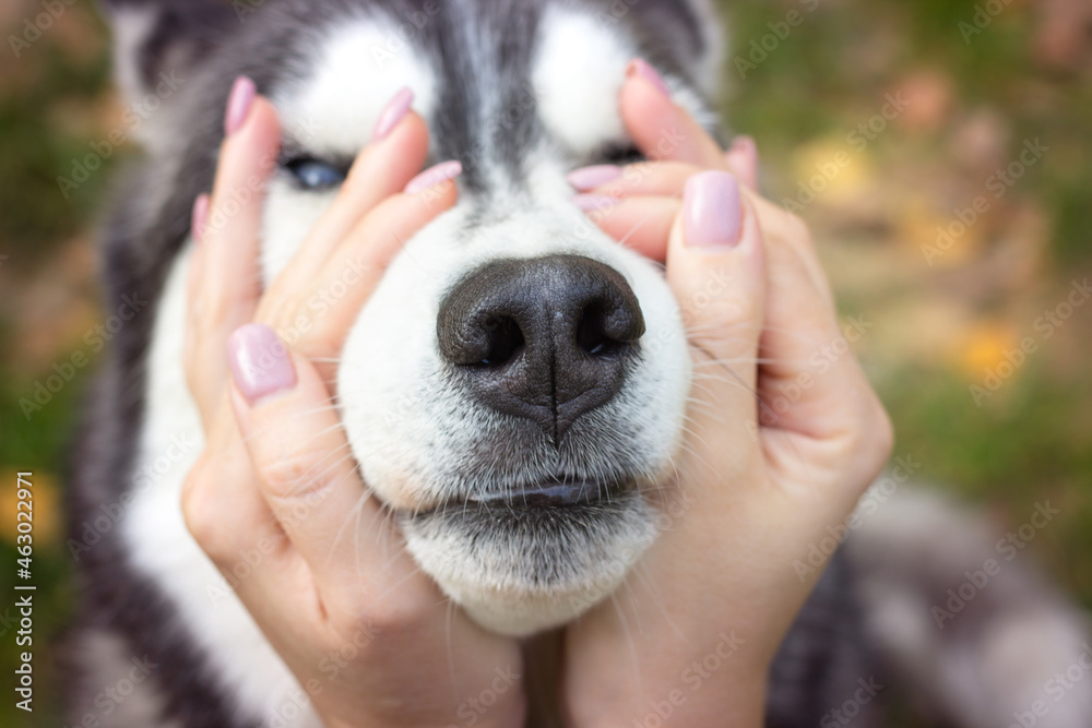 Cute funny dog. Hands hold the dog's face. Cute funny dog. Hands hold the dog's face.