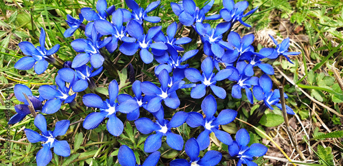 Panorama of blue gentiana sierrae or gentiana verna flowers.