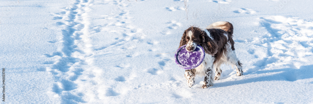 Fluffy English Springer Spaniel playing with violet plate for dogs on white snowy field with traces near trodden path on sunny winter day