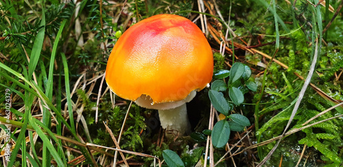 Panorama of red mushroom amanita muscaria on a background of green grass.