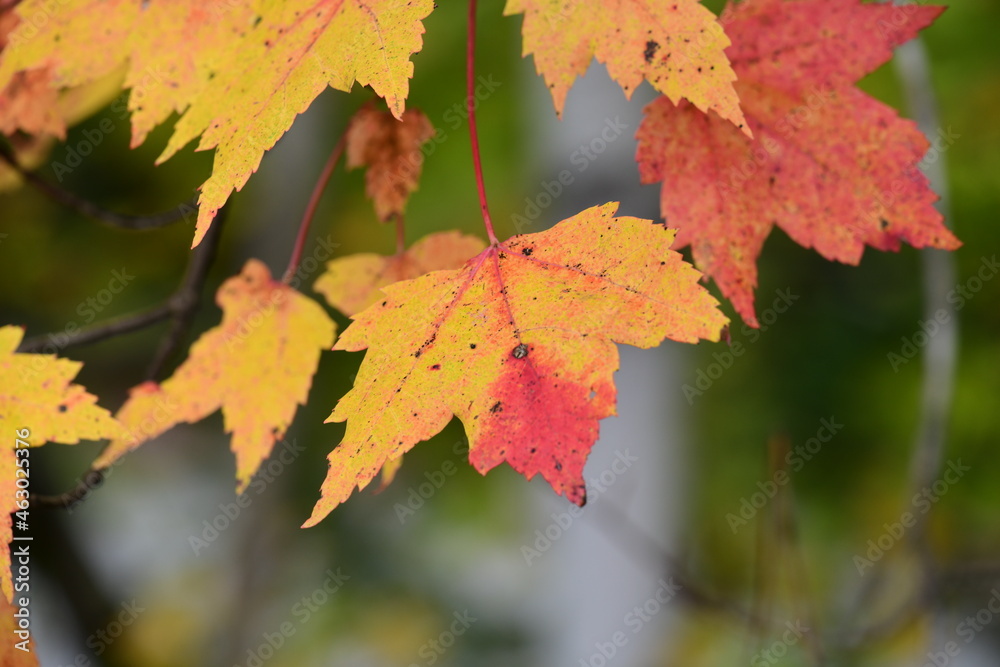 autumn leaves in the forest