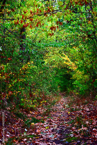 Autumn walk in the wood