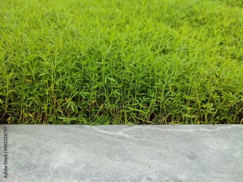 green grass on the ground © Thummajuk