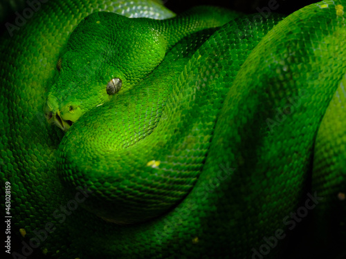 Beautiful coiled green snake