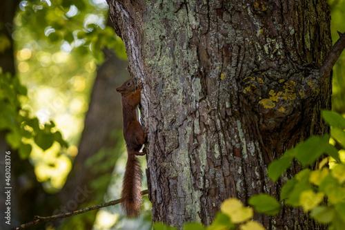 red squirrel running around the park © Normunds