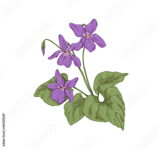 English common wood violet, garden blossomed flower. Botanical drawing of wild floral plant. Realistic Viola odorata in retro style. Hand-drawn vector illustration isolated on white background